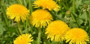 nahaufnahme einer voll aufgeblühten dottergelben löwenzahnblüte nahaufnahme einer voll aufgeblühten, dottergelben Löwenzahnblüte